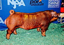 SM5_0312 (1)