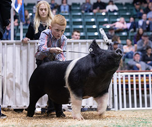 NATIONAL SHOW EXHIBITOR SPOTLIGHT - Brantley Platt - Champion Purebred Gilt, 2023 NJSA Southeast Regional