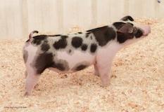 chadhill-lot12
