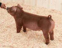 chadhill-lot18