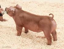 chadhill-lot20