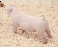 chadhill-lot29