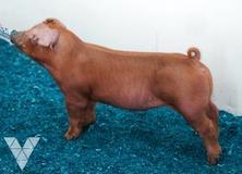 diamondV-lot28