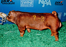 duroc_chboar