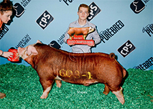 hereford_grandboarswtc