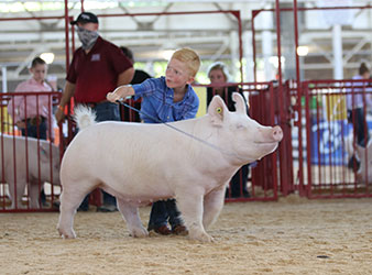NATIONAL SHOW EXHIBITOR SPOTLIGHT - Brantley Platt - Grand Champion NJSA Gilt, 2020 National Junior Show