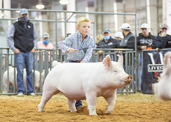 NATIONAL SHOW EXHIBITOR SPOTLIGHT - Brantley Platt - Reserve Supreme Champion Breeding Gilt, 2020 American Royal