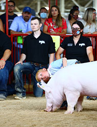 NATIONAL SHOW EXHIBITOR SPOTLIGHT - Brantley Platt - Grand Champion NJSA Gilt, 2020 National Junior Show