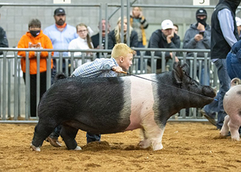 NATIONAL SHOW EXHIBITOR SPOTLIGHT - Brantley Platt - Reserve Supreme Champion Breeding Gilt, 2020 American Royal