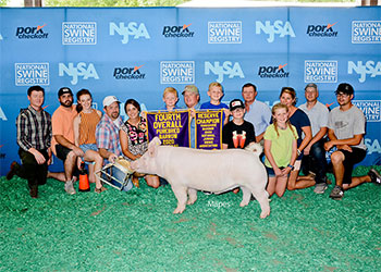 NATIONAL SHOW EXHIBITOR SPOTLIGHT - Brantley Platt - Grand Champion NJSA Gilt, 2020 National Junior Show