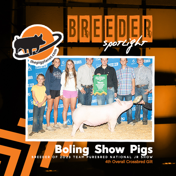 Boling Show Pigs