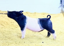 k77