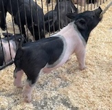 Stohlquist Lot 31