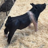 Stohlquist Lot 33