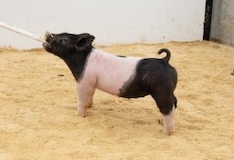 SK Lot 14
