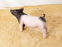 SK Lot 6