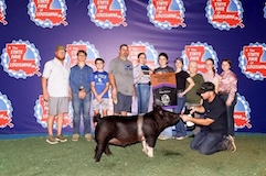 2024 - louisiana state fair -res grand mk hog - addie normand - top tier genetics - buckle up
