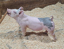 creager15