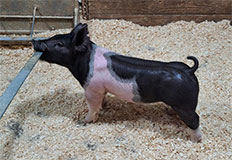 creager19