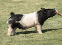 burz19