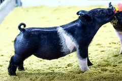 k53