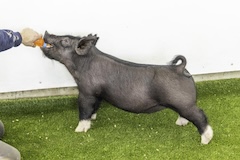 tibbits1