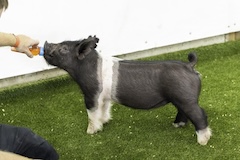 tibbits5