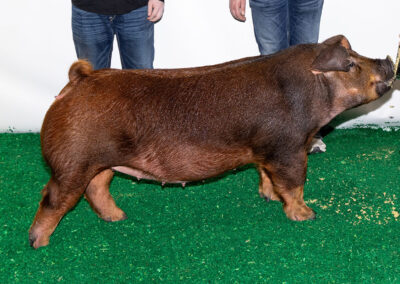 Duroc Gilt 1