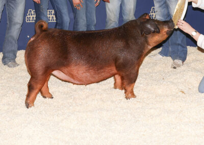 Duroc Gilt 3