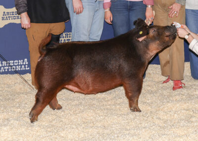 Duroc Gilt 4