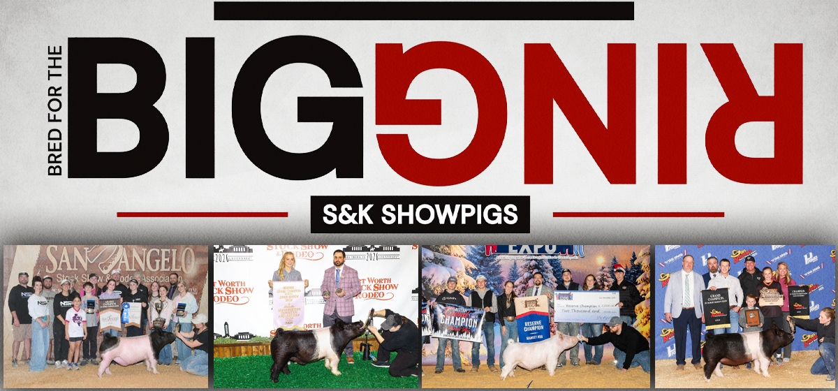 S&K Genetics – Jumbo