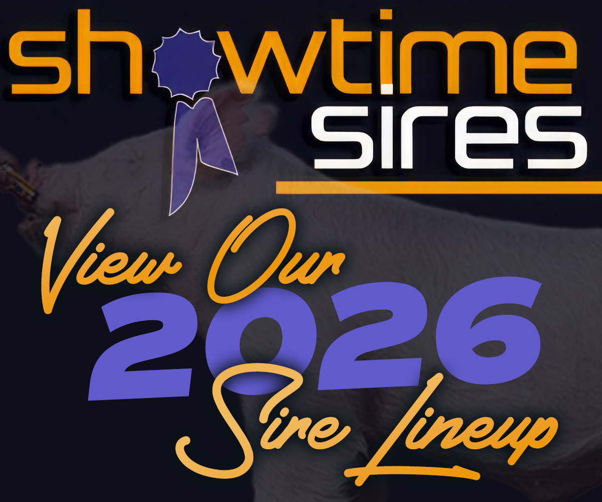 Showtime Sires – Feature Square