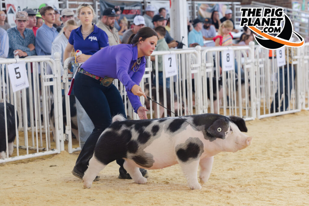 The Exposition Day 4 - All Smiles for the Purebred Gilts Highlights