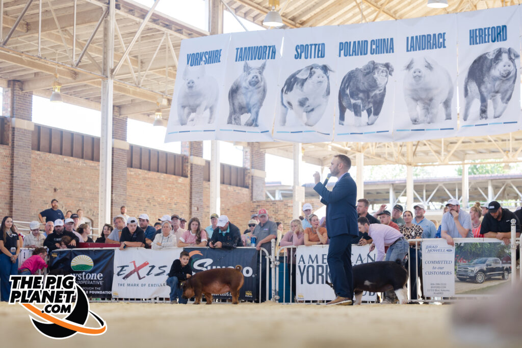 Exposition Day 5 - Purebred Barrows and Grand Drive  Highlights