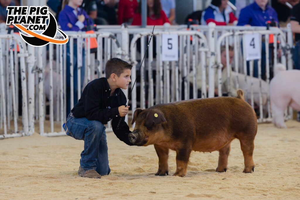 Exposition Day 5 - Purebred Barrows and Grand Drive  Highlights