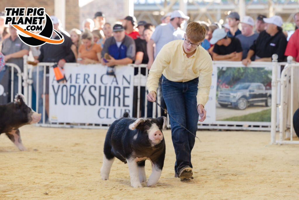 Exposition Day 5 - Purebred Barrows and Grand Drive  Highlights