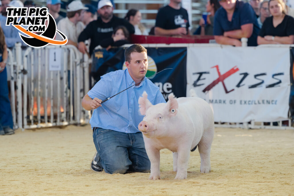 Exposition Day 5 - Purebred Barrows and Grand Drive  Highlights