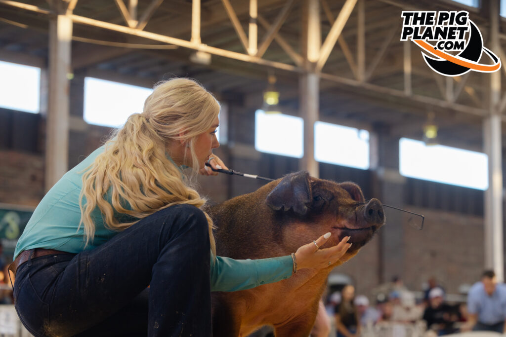 Exposition Day 5 - Purebred Barrows and Grand Drive  Highlights